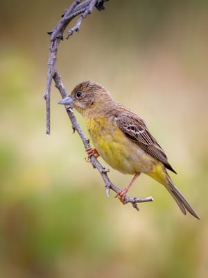 07 - Kappenammer Jungtier