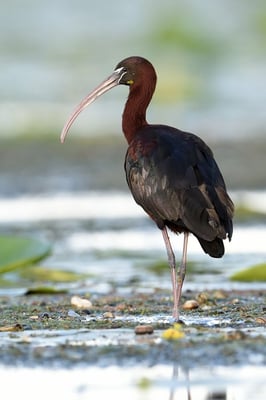 Braune Sichler (Plegadis falcinellus), Rumänien Donaudelta; Juni 2014