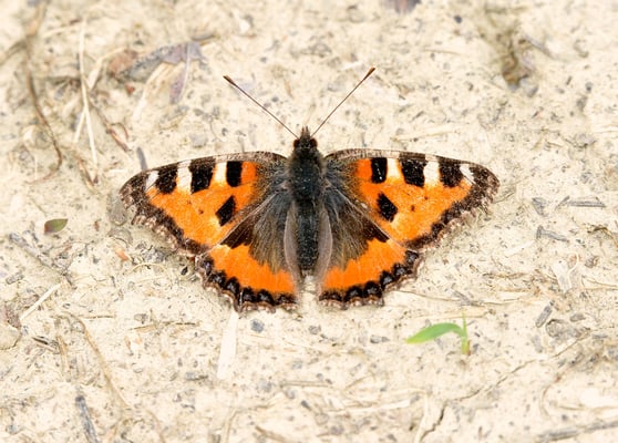 Kleiner Fuchs, Hügel über der Villa Tiboldi, S. Stefano bei Canale
