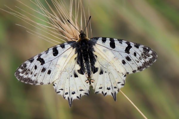 66 - Östlicher oder Balkan-Osterluzeifalter Weibchden