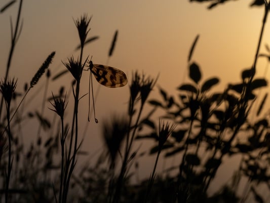 81 - Schwalbenschwanzhaft 