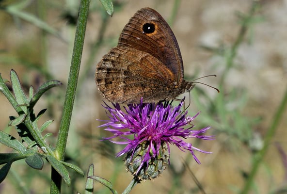 125 Weisskernauge (Satyrus ferula); Lötschberg Südrampe