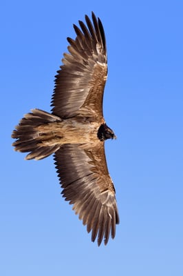 Junger Bartgeier Überflug ; 20.3.2016; VS