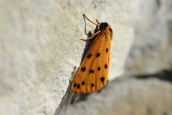 69 Felsenflechtenbär (Setina roscida); Hohtenn (VS); 14.7.2013