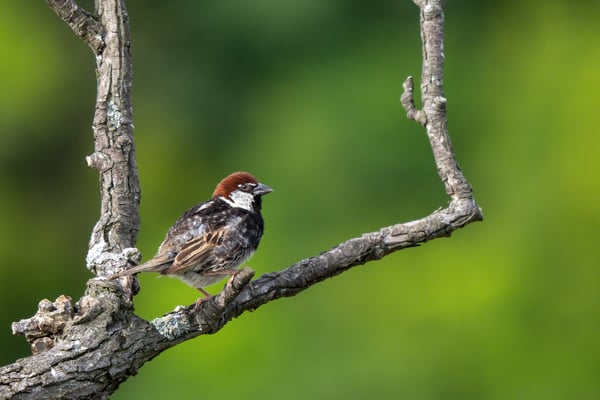 59 - Italienischer Sperling