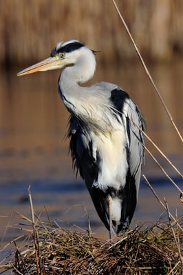 Graureiher | Ardea cinerea | Champ pittet; 01-14-12