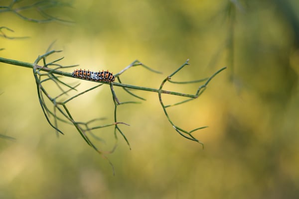 Raupe klein, ca. 7 Tage, Vogelkot-Tarnung, ca. 1 cm