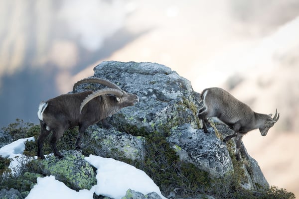Steinböcke auf dem Gemmenalphorn; 29.12.2016