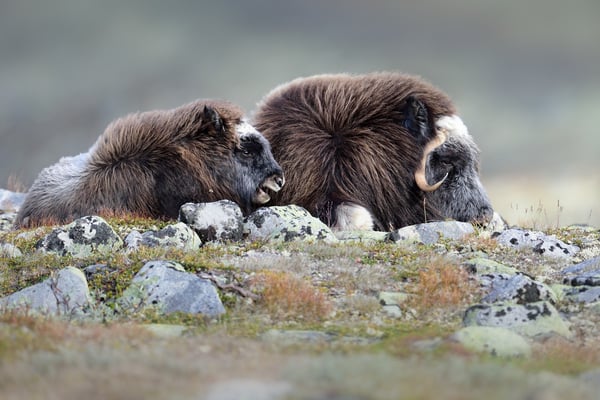 Moschusochsen im Dovrefjell: Muttertier mit Nachwuchs; 6.9.2015