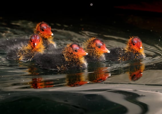 Blässhuhn (Fulica atra) Kücken