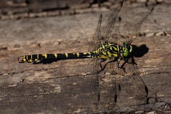 Kleine Zangenlibelle (Onychogomphus forcipatus); Lac de la Gruère; 15-8-2012