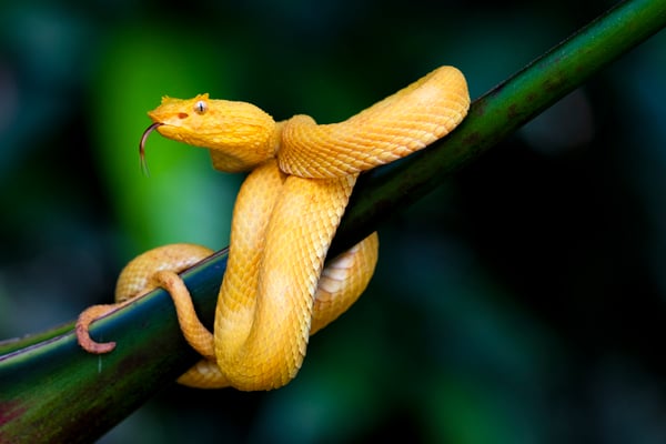 Greifschwanz-Lanzenotter (Bothriechis schlegelii), gelbe Variante