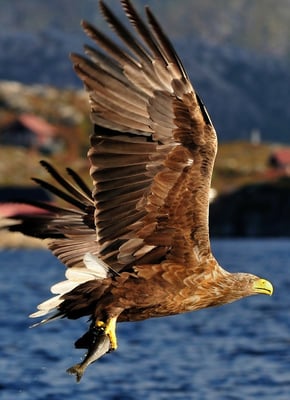 Weissschwanz-Seeadler