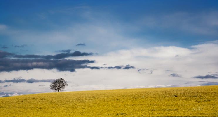 Raps im Luzerner Hinterland; Bodenberg (Ettiswil LU); 12. Mai 2021
