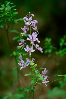 Diptam (Dictamnus albus), auch Aschwurz oder Brennender Busch; Osterfingen; 31.5.2015