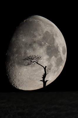 'Supermond'; 23.4.2021; Bodenberg (Zell, LU)