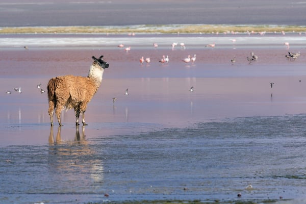 Lama in der Salzlagune 'Laguna Colorada', auch 'Rote Lagune' genannt