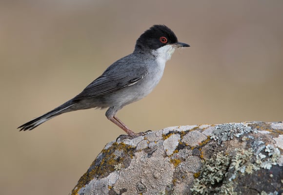 Samptkopf-Grasmücke (M)