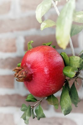 Granatäpfel (Punica granatum); Piemont; 1.10.2015