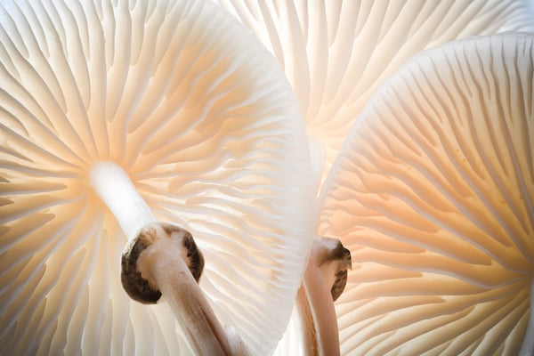 Buchen- oder Beringte Schleimrübling (Oudemansiella mucida)