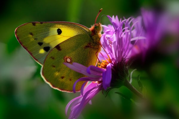 64 Artenkomplex Goldene Acht / Hufeisenklee-Gelbling  (Colias hyale / alfacariensis); 