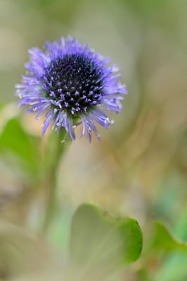 Echte Kugelblume (Globularia punctata); 6. April 2015 