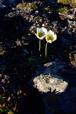 Svalbardmohn, weiße Variante (Papaver dahlianum); Svalbart 4. Juli 2015