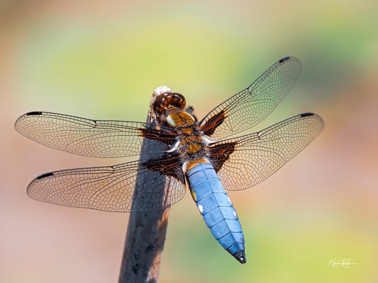 Plattbauch Männchen; Garten; 1. Juni 2020