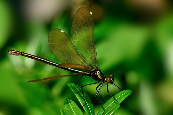 Gebänderte Prachtlibelle (Calopteryx splendens), Weibchen