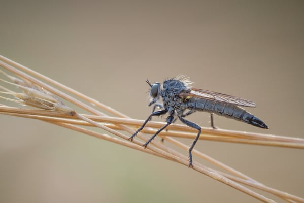 12 - Kerbzangen-Raubfliege, Dysmachus fuscipennis