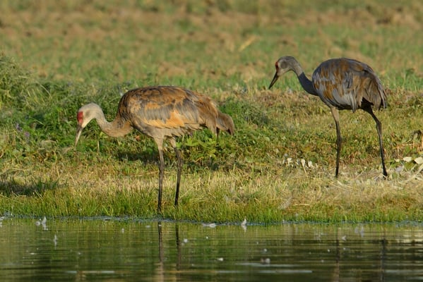 Kanadakranich (Grus canadensis); 6. August 2013; Fairbanks, Alaska