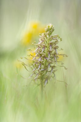 Auswahlbild 39 - Bocksriemenzunge