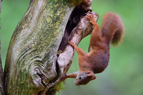 Eichhörnchen (Sciurus vulgaris); im Wald bei Lauvsnes (Flatanger NO); 8.9.2015