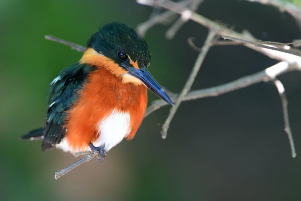 Erzfischer (Chloroceryle aenea); Pantanal Juli 2016