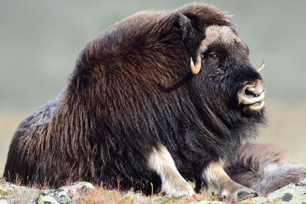 Moschusochse (Ovibos moschatus), Dovrefjell NP, Norwegen
