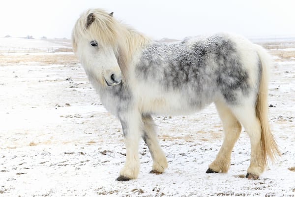 Das Islandpferd, auch Isländer oder Islandpony genannt; zwischen  Skaftafell und Vik