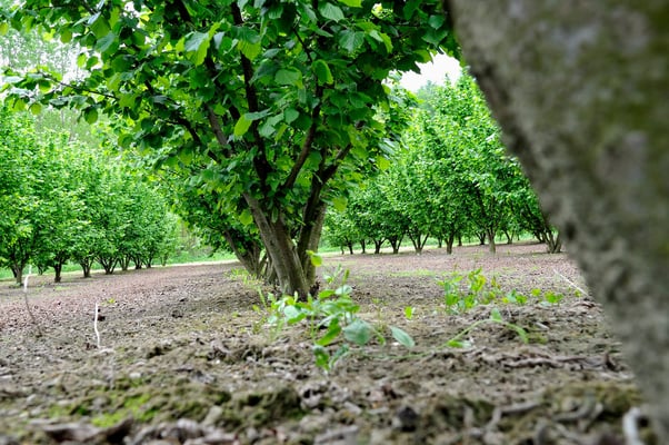 Haselnuss für 'Ferrero Küsschen'