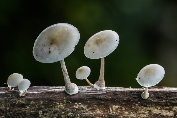 Buchen- oder Beringte Schleimrübling (Oudemansiella mucida)