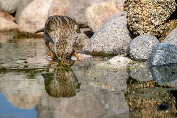 31 Grauammer an der Tränke
