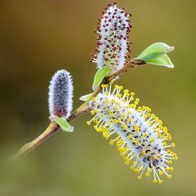 Purpur-Weide (Salix purpurea) ; Reuss; 30. März 2018