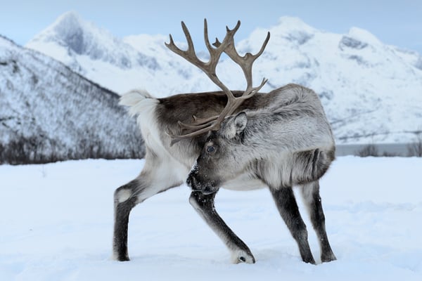 Rentier (Rangifer tarandus); Februar 2013 Tromsö Norwegen