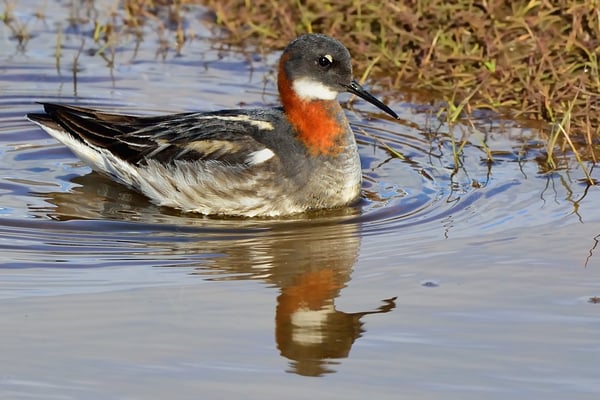 Odinshühnchen (Phalaropus lobatus); Longyearbyen; 7. Juli 2015