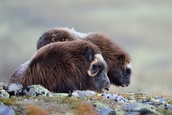 Moschusochse (Ovibos moschatus), Dovrefjell NP, Norwegen