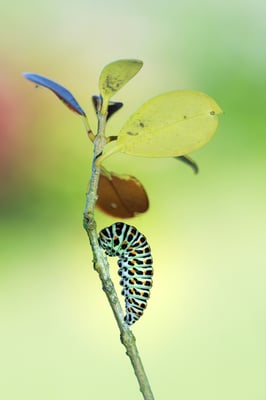 Verpuppungsplatz gefunden, etwa zwei Tage nach der letzten Mahlzeit bzw. der Entleerung