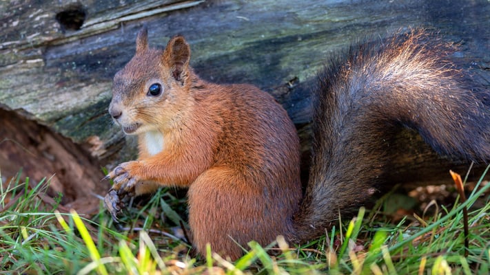 Eurasisches Eichörnchen, Viiksimo, 7. September 2019