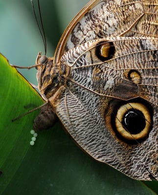 Bananenfalter (Caligo memnon)