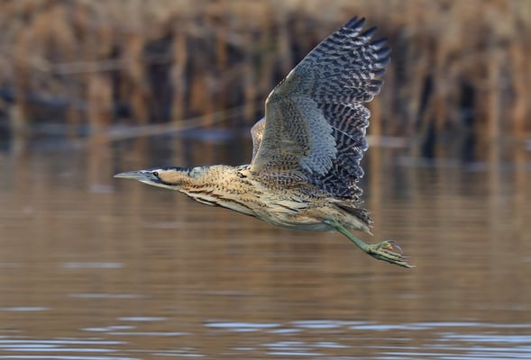 Rohrdommel (Botaurus stellaris); Champ Pittet
