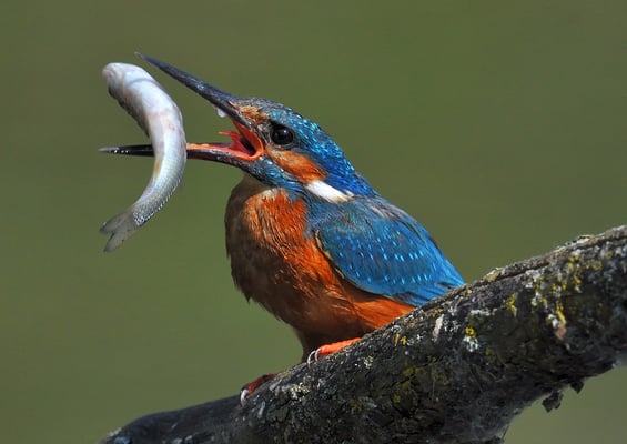 Eisvogel nach Fischfang