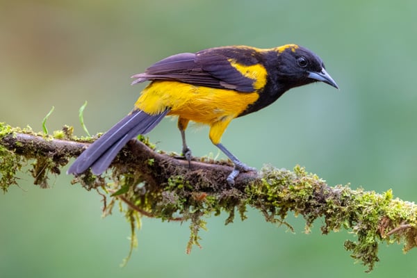 Schwarzkleidtrupial (Icterus prosthemelas); 12.5.2018