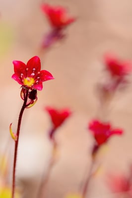 Purpur Steinbrech (Saxifraga purpuraea); Jardin Musette; 4. April 2017